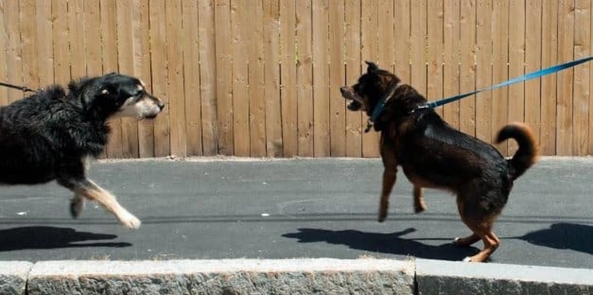 Perro reactivo: 6 estrategias para calmar a tu mejor amigo - image 1