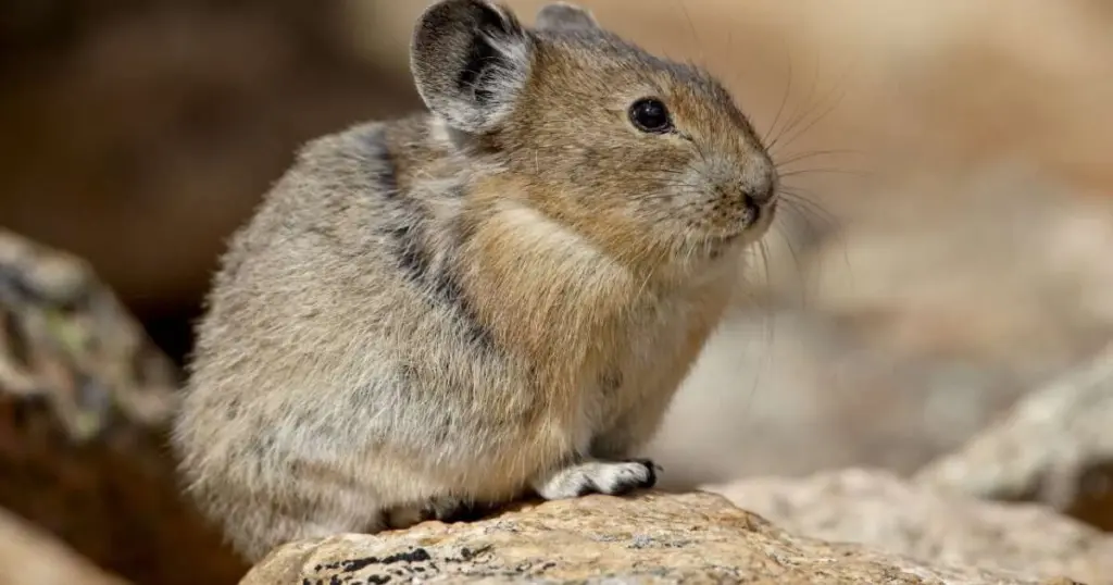 Pika: 7 secretos de este pequeño mamífero que te sorprenderán