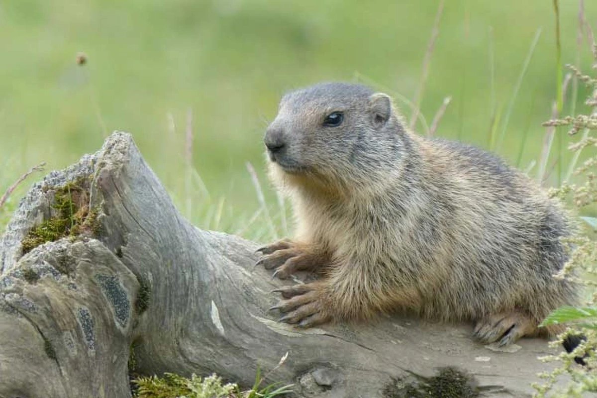Pika: 7 secretos de este pequeño mamífero que te sorprenderán - image 1