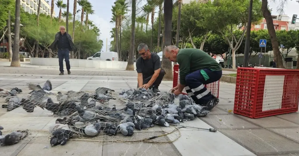 Plaga de aves en Almería: el riesgo de limpiar tu balcón sin este truco