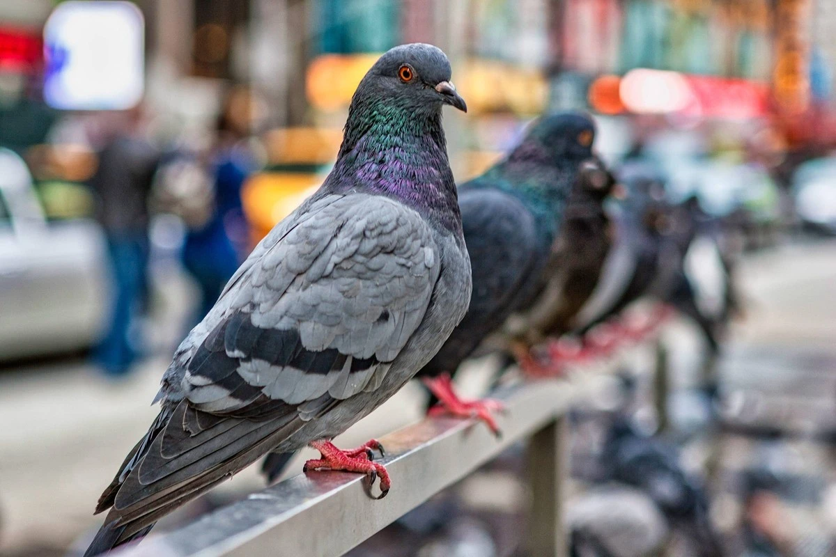 Plaga de aves en Almería: el riesgo de limpiar tu balcón sin este truco - image 1
