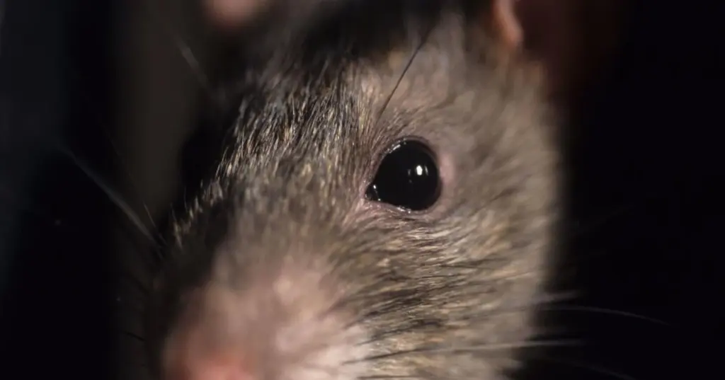 Plaga de ratas en Gore Park: multas de 50.000€ por alimentar aves