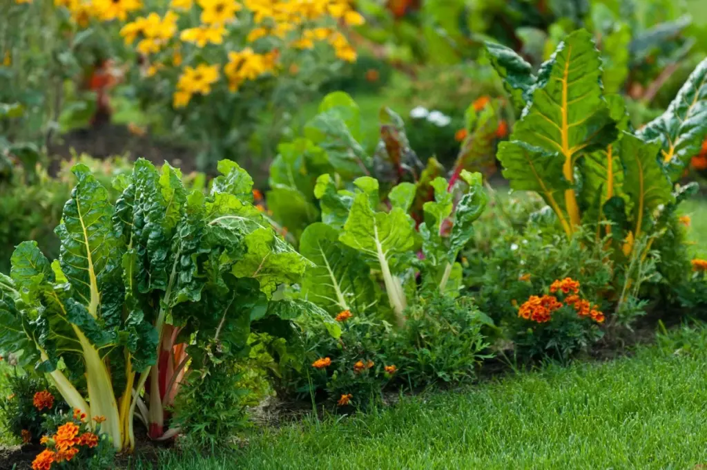 Plagas de jardín: Tagetes y Caléndula en plantación de acompañamiento