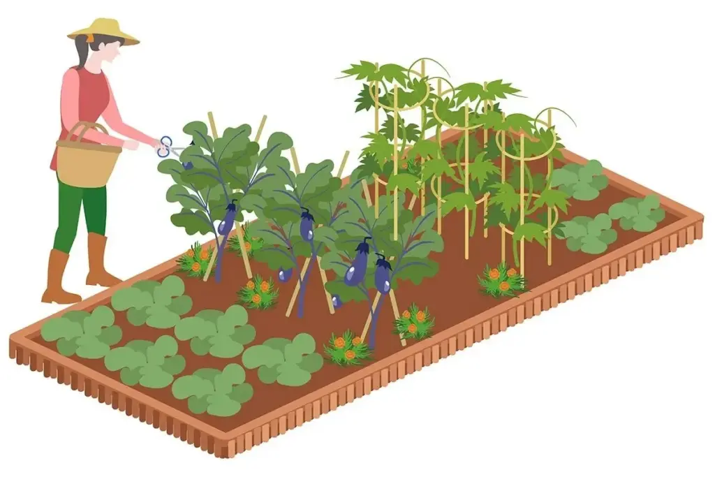 Planificación de un huerto de verduras con el método Yasai no Jikan