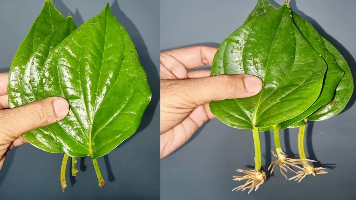 Planta de betel estancada: el truco del Sulfato de zinc para hojas gigantes - image 1