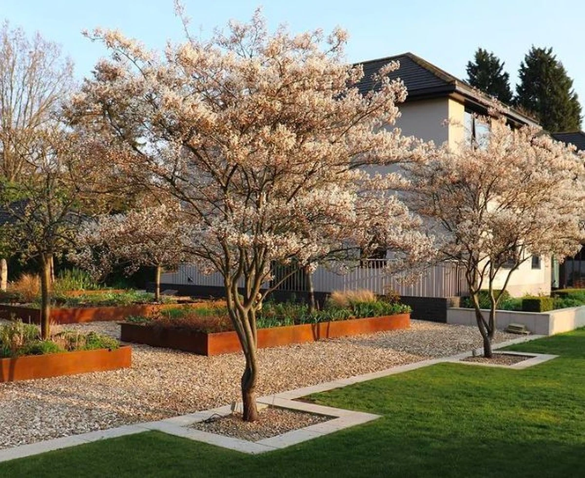 Planta el Amelanchier lamarckii (Guillomo del Canadá) de Norteamérica: crece 50 cm al año - image 1