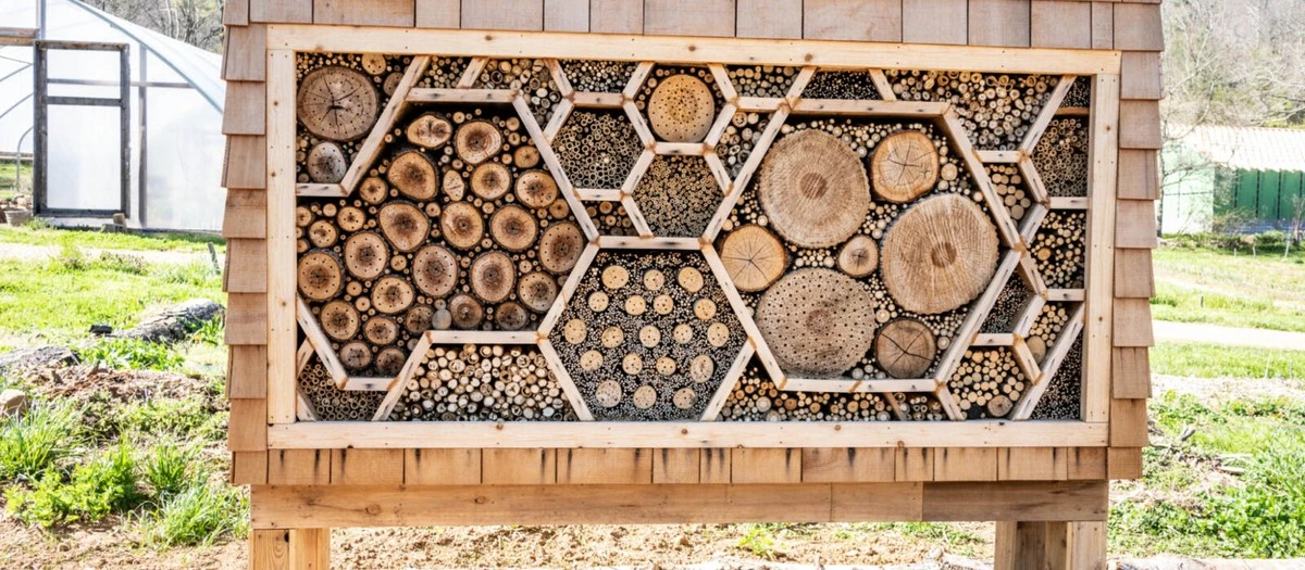 Planta esta enredadera en tu muro y observa cómo atrae un torrente de abejas - image 1