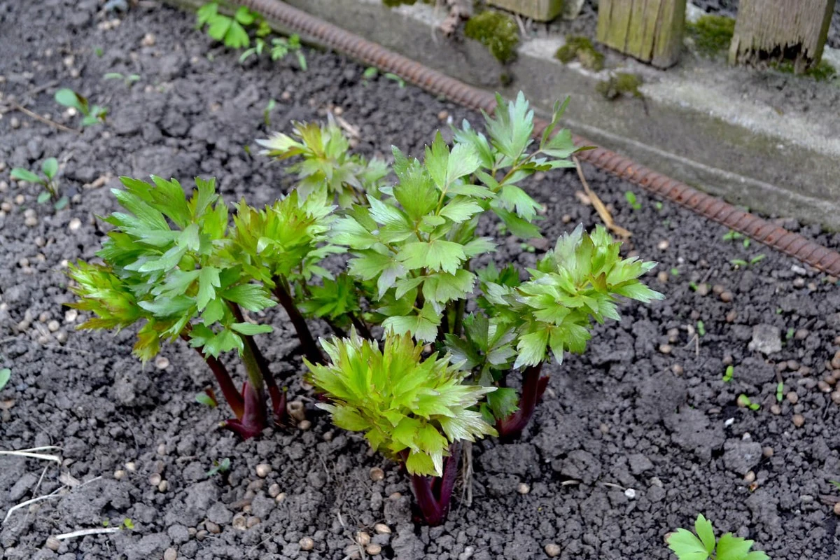 Planta Levístico (Levisticum officinale) en Febrero para sustituir cubitos de caldo industriales - image 1