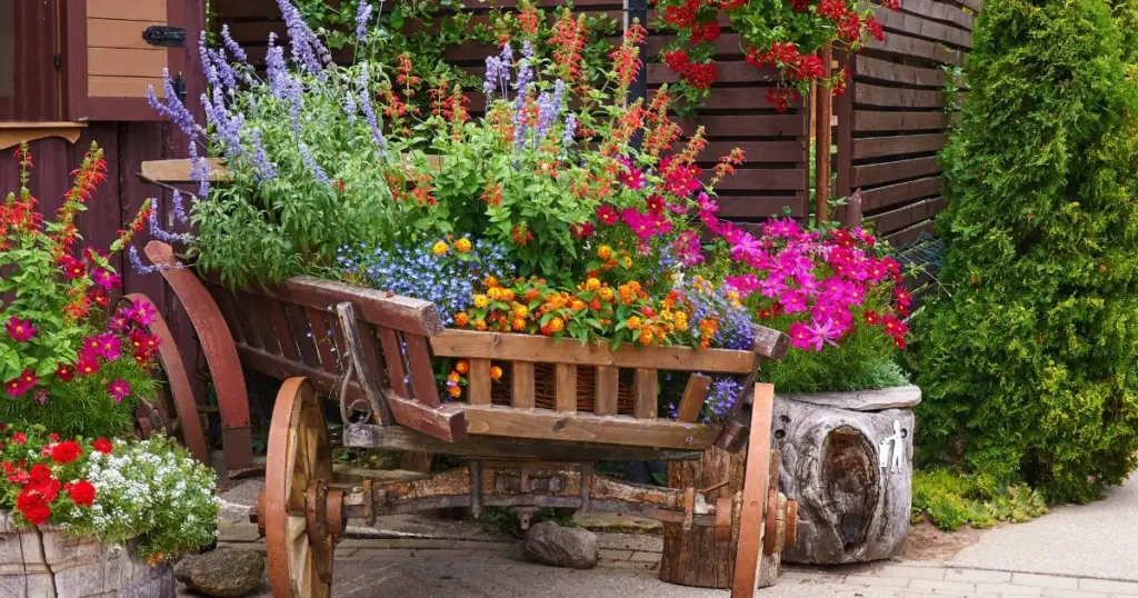 Planta Menta de Gato (Nepeta) y otras perennes en marzo ante la sequía