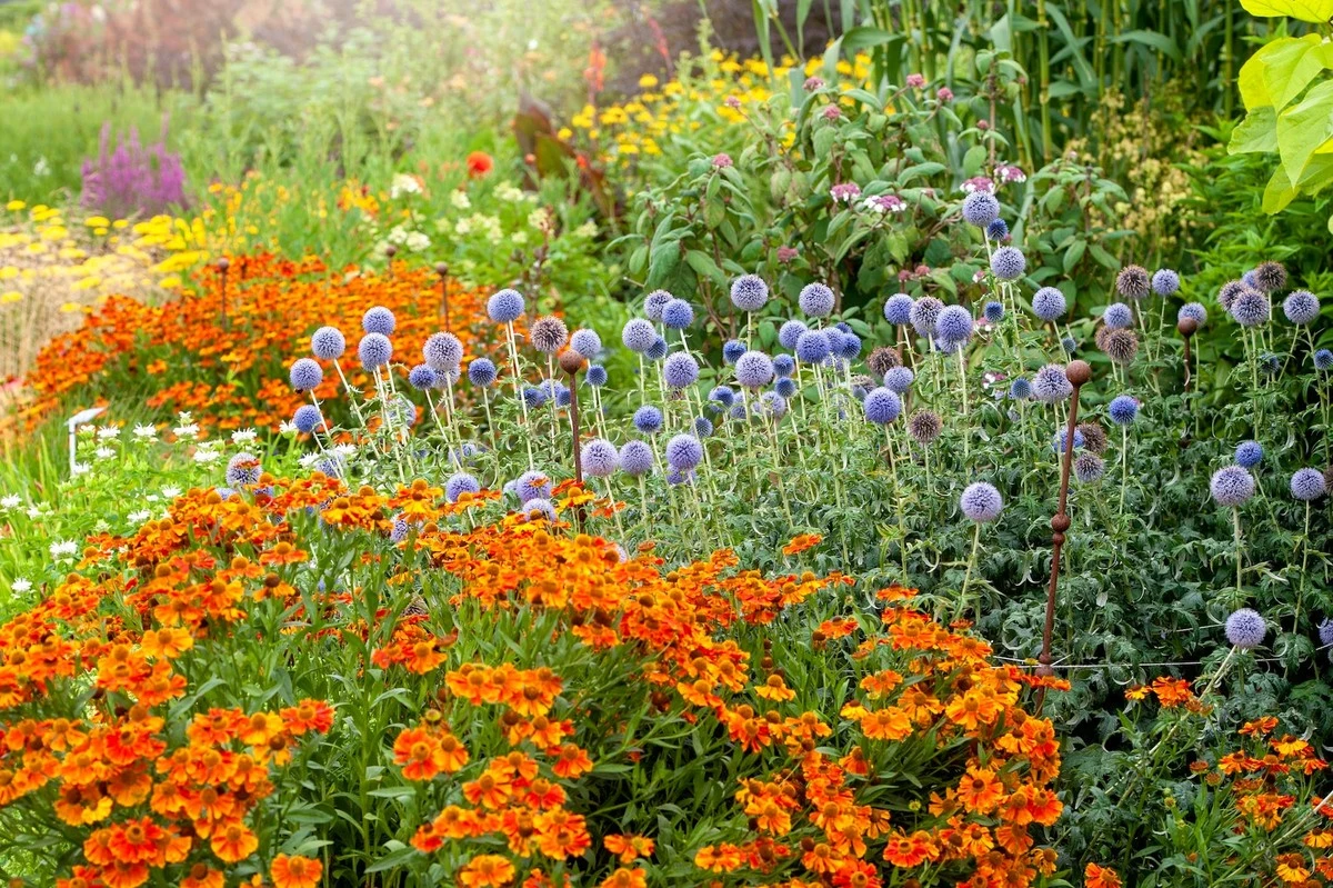 Planta Menta de Gato (Nepeta) y otras perennes en marzo ante la sequía - image 1