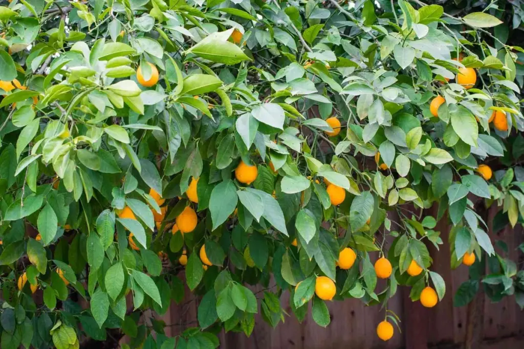 Planta Peral de Kieffer y Manzano columnar: frutales resistentes a la sequía
