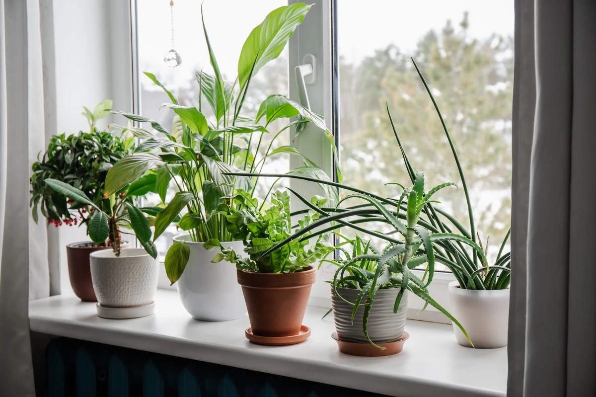 Planta Ráfia: Transforma tu Sala sin Esfuerzo y con Estilo - image 1