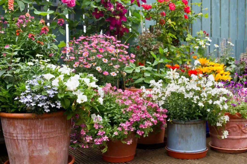 Plantas de interior estancadas: el truco de la levadura para que florezcan