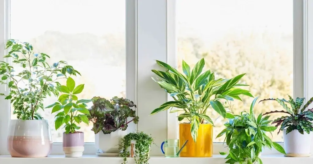 Plantas de interior según tu ventana: el error que las mata bajo la luz solar