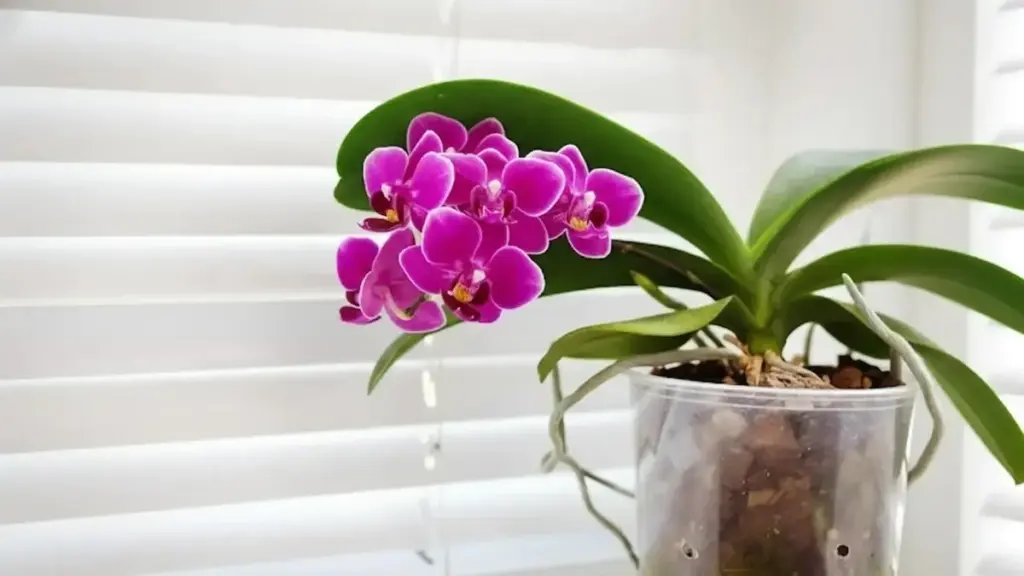 Plantas de interior: el truco del papel de aluminio en tu Jardinería