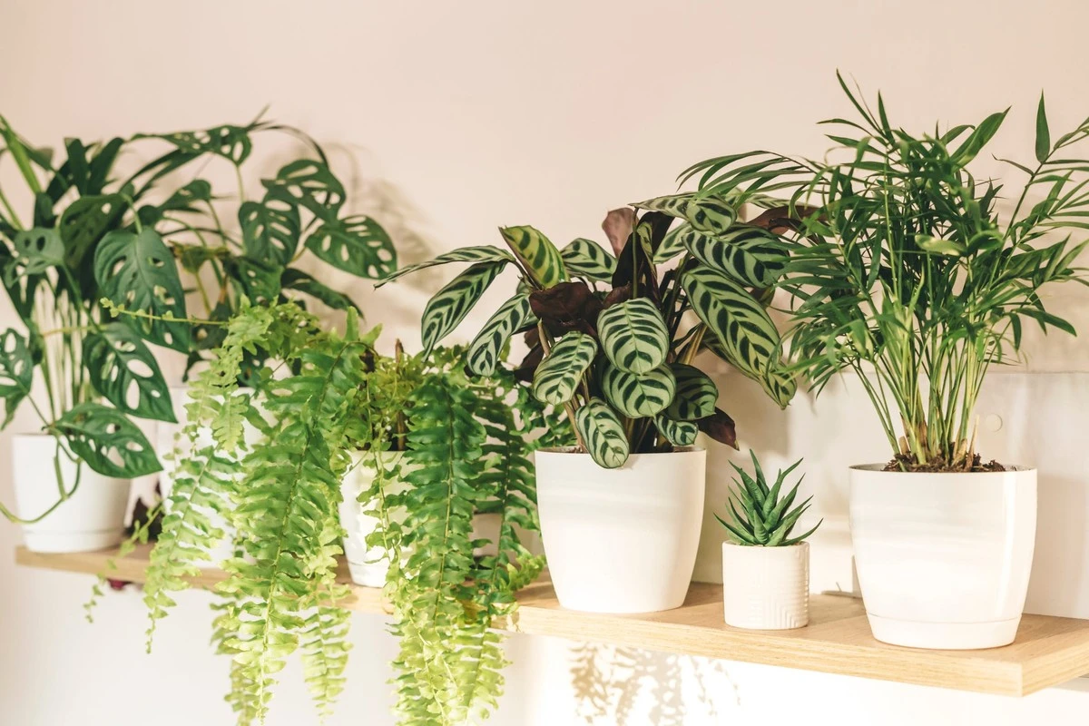 Plantas de interior: el truco del Lirio de la paz para aire puro - image 1