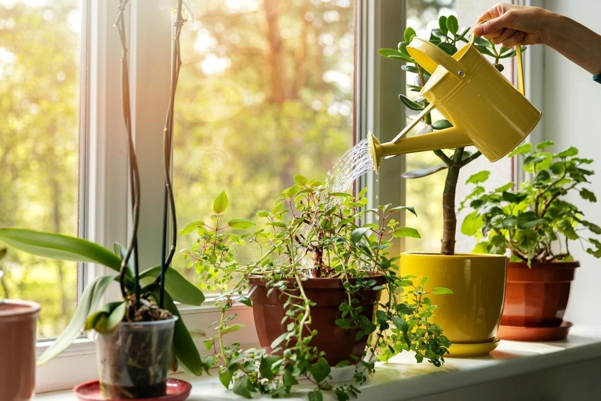 Plantas de interior según tu ventana: el error que las mata bajo la luz solar - image 1