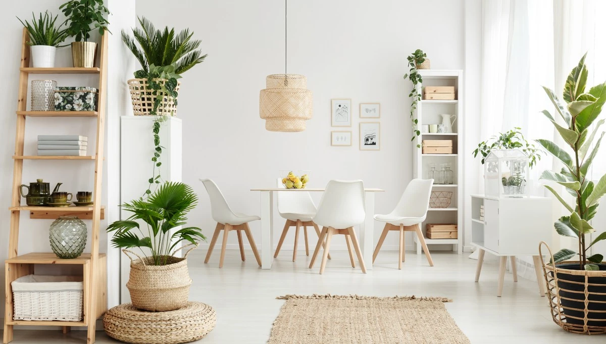 Plantas de interior: el truco nórdico para que no mueran este 2026 - image 1