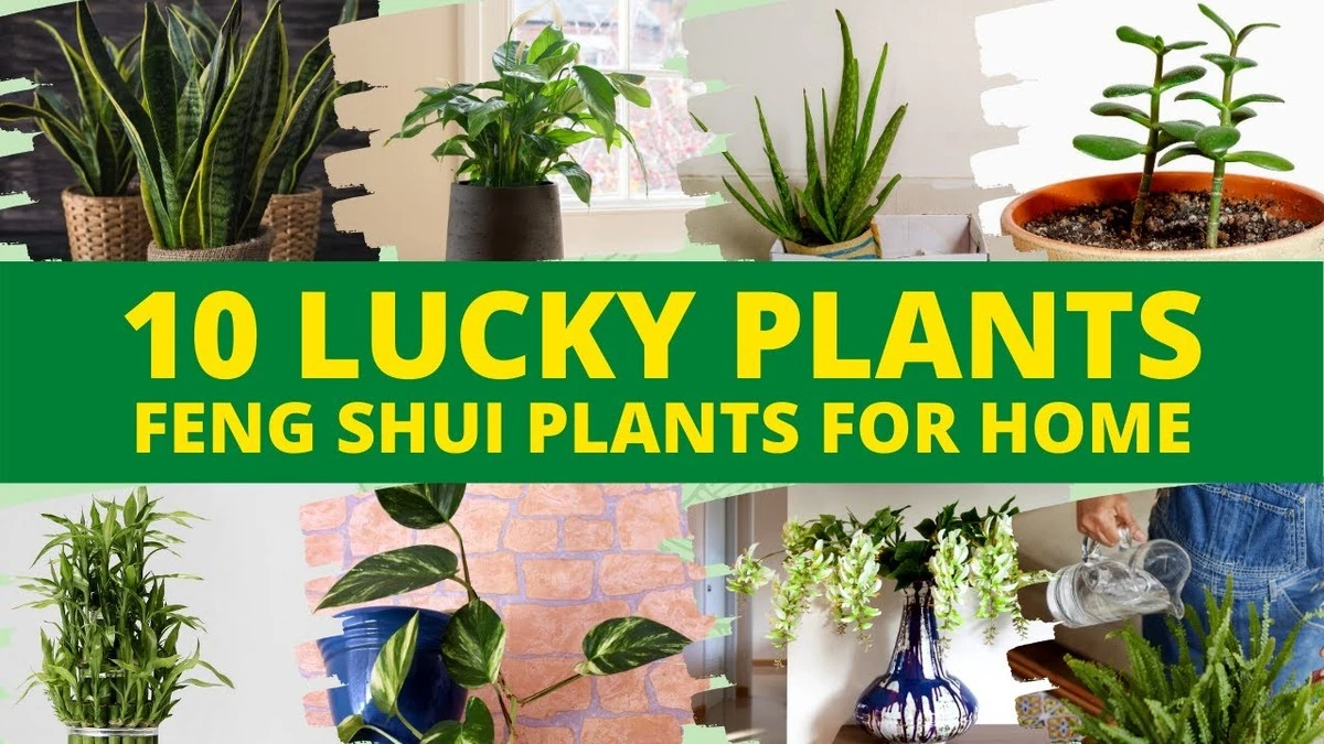 Plantas de la suerte y Feng Shui: dónde ponerlas para atraer dinero en 2026 - image 1