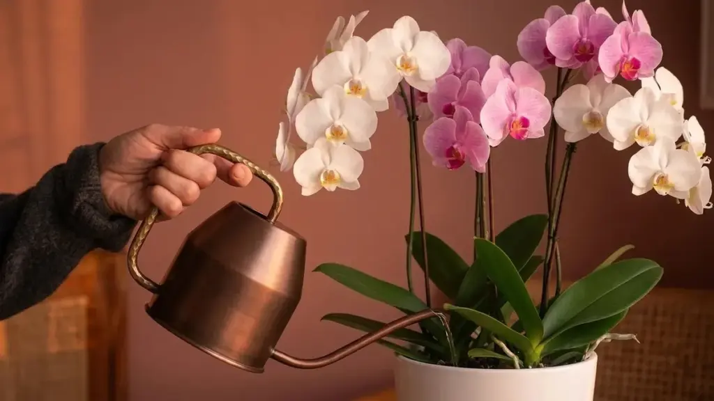 Plantas marchitas: el truco del carbón para salvar tu jardín y exteriores