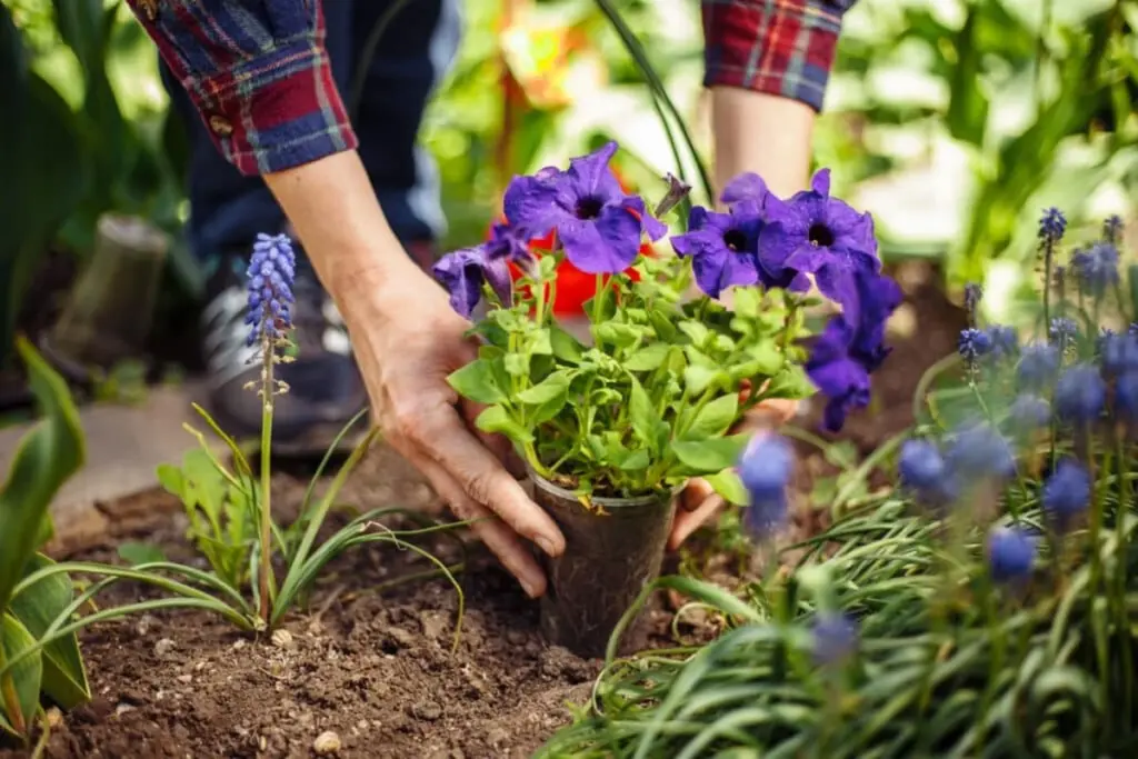 Plantas perennes ante el calor: el truco de la Sunsatia para un balcón fresco