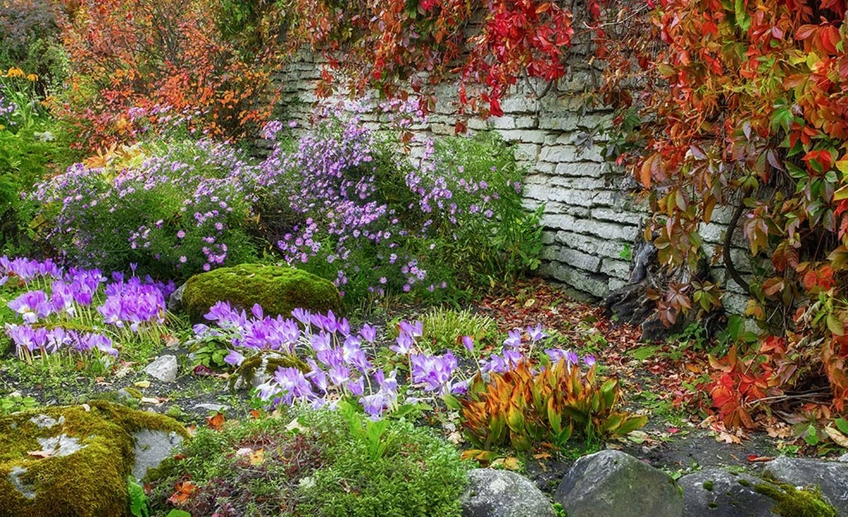 Plantas perennes: por qué el otoño es mejor que la primavera para tu jardín - image 1