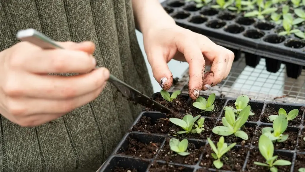 Plántulas débiles: el truco del ventilador para lograr tallos ultra resistentes