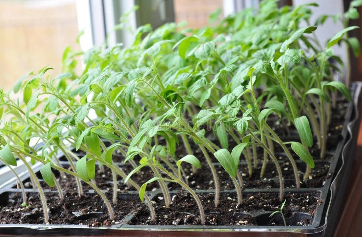 Plántulas de tomate en marzo: el truco de la ventana para tallos 30% más fuertes - image 1