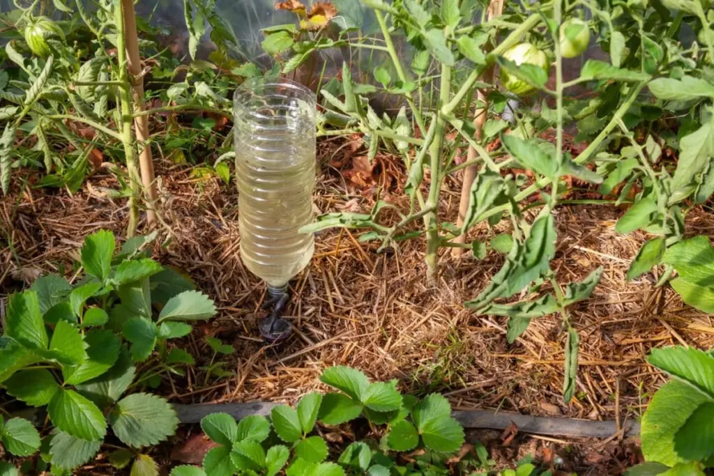 Plántulas en riesgo por el frío: usa botellas de plástico así en marzo