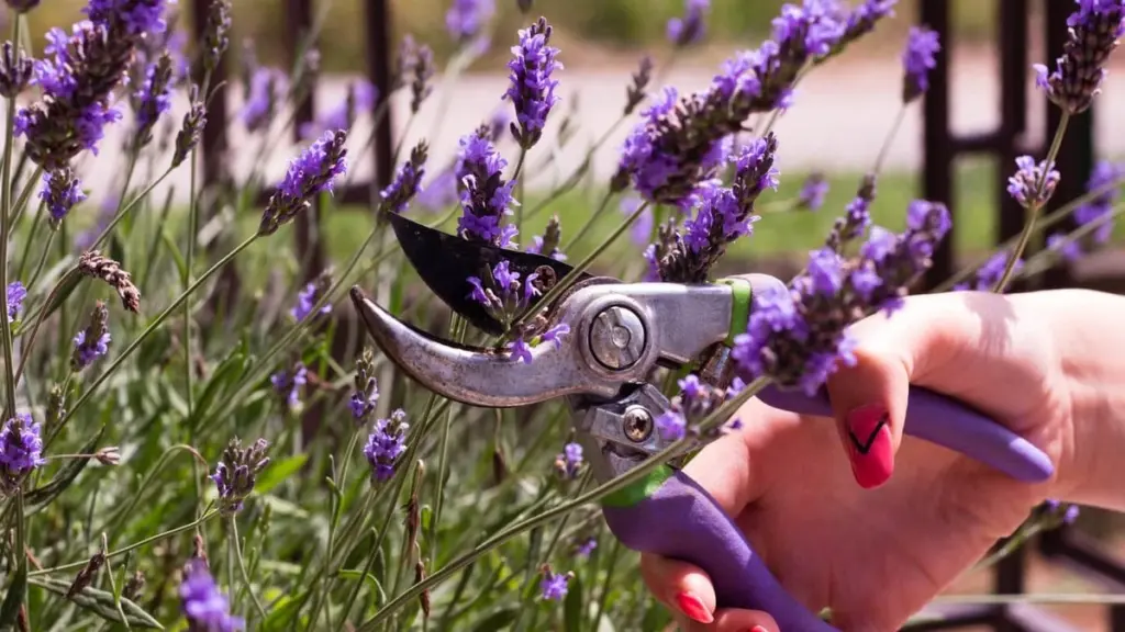 Poda de la Lavandula angustifolia: regla de un tercio para evitar leña