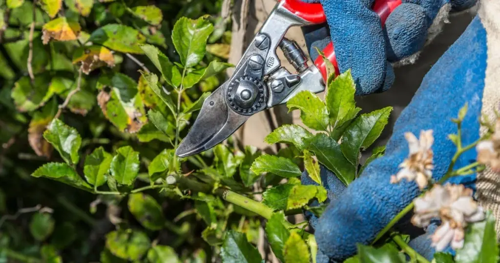 Poda de primavera: el truco de las 3 yemas para tu rosal trepador