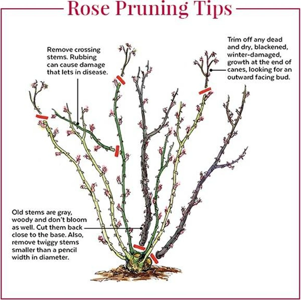 Poda de primavera: el truco de las 3 yemas para tu rosal trepador - image 1
