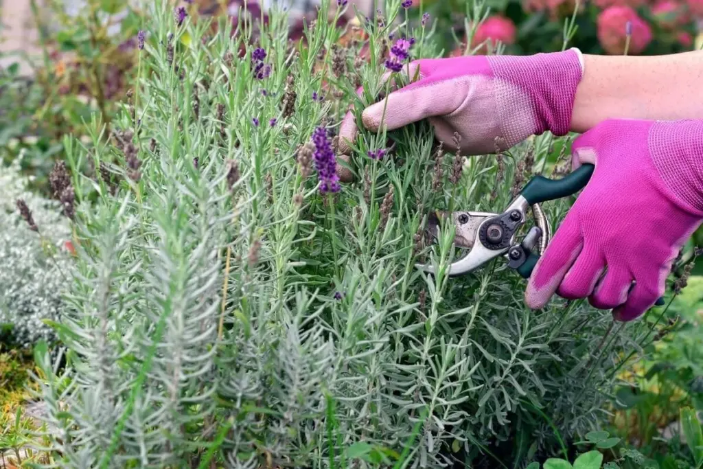 Poda de tu Lavanda: el error que la seca y cómo salvarla en marzo
