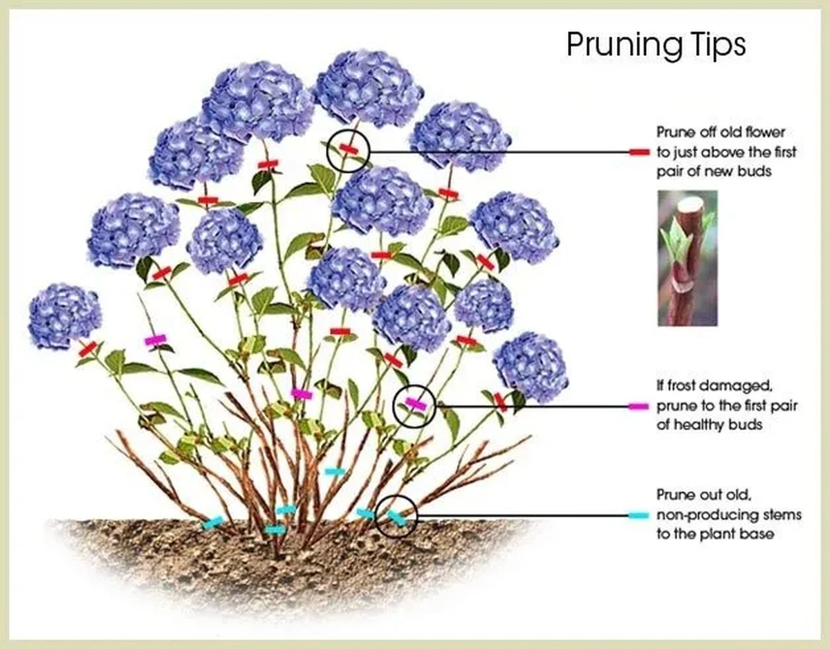 Poda la Hydrangea paniculata a 2 yemas ahora para evitar tallos débiles - image 1