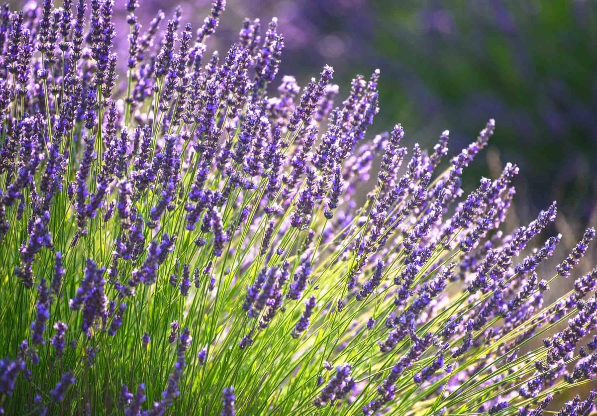 Poda secreta: revitaliza tu lavanda y logra flores más abundantes - image 1