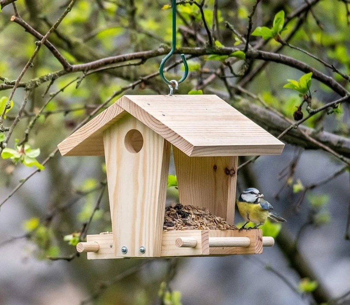 Por qué alimentar pájaros con pan es un error que les cuesta la vida - image 1