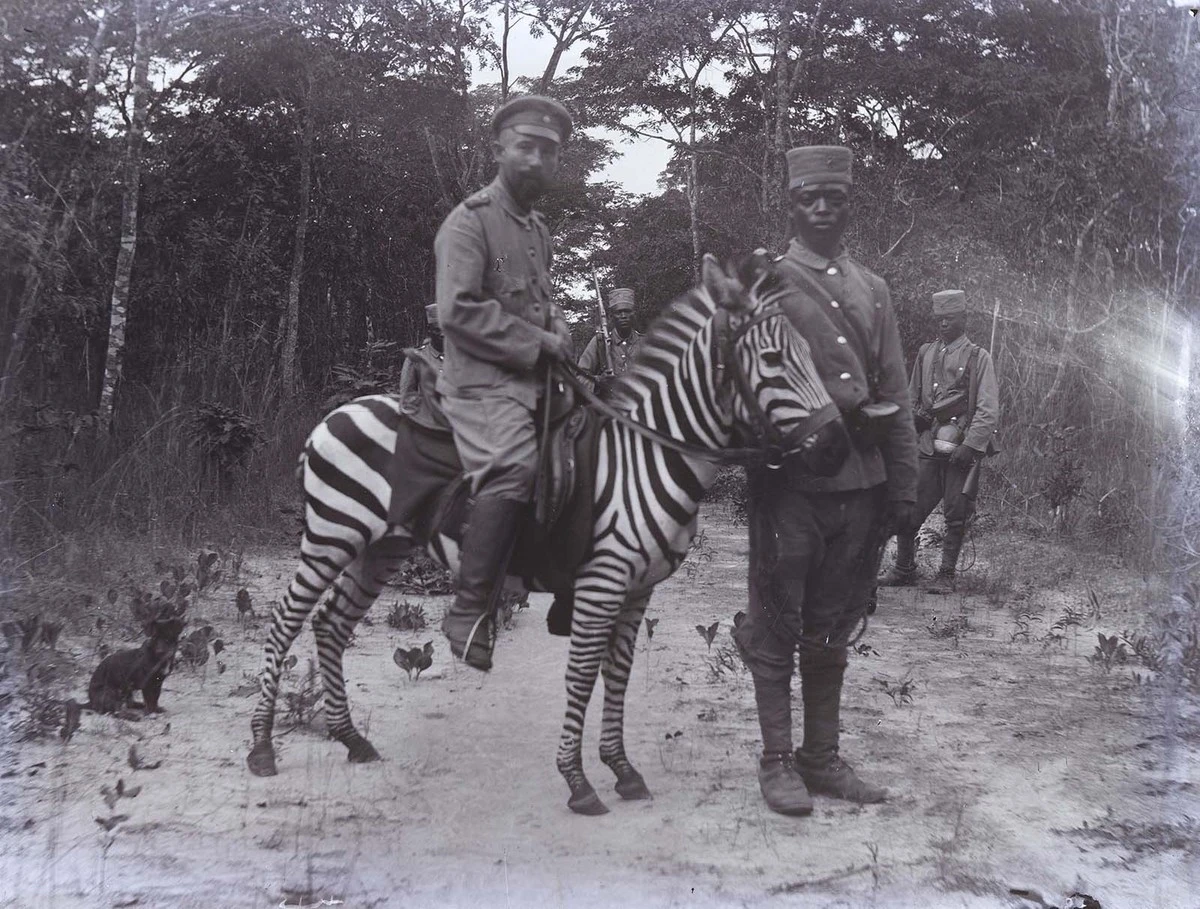 Por que as zebras não podem ser domadas igual aos cavalos: a verdade chocante - image 1