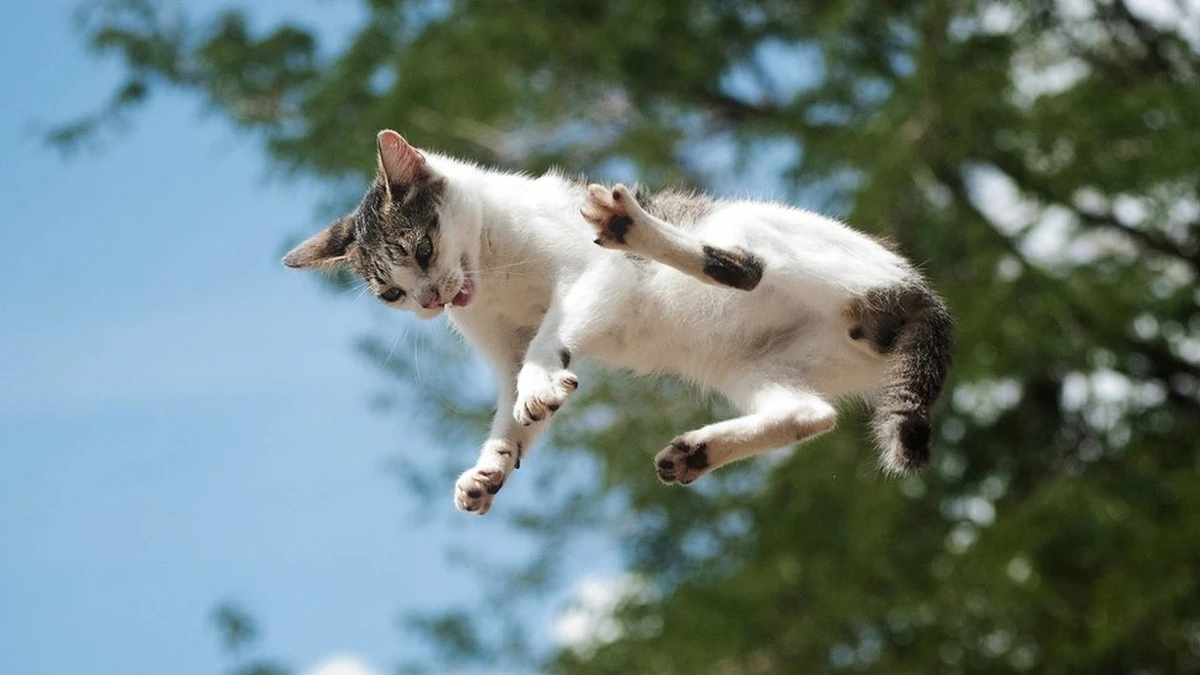 ¿Por qué los gatos caen siempre de pie? La asombrosa ciencia detrás de su equilibrio - image 1