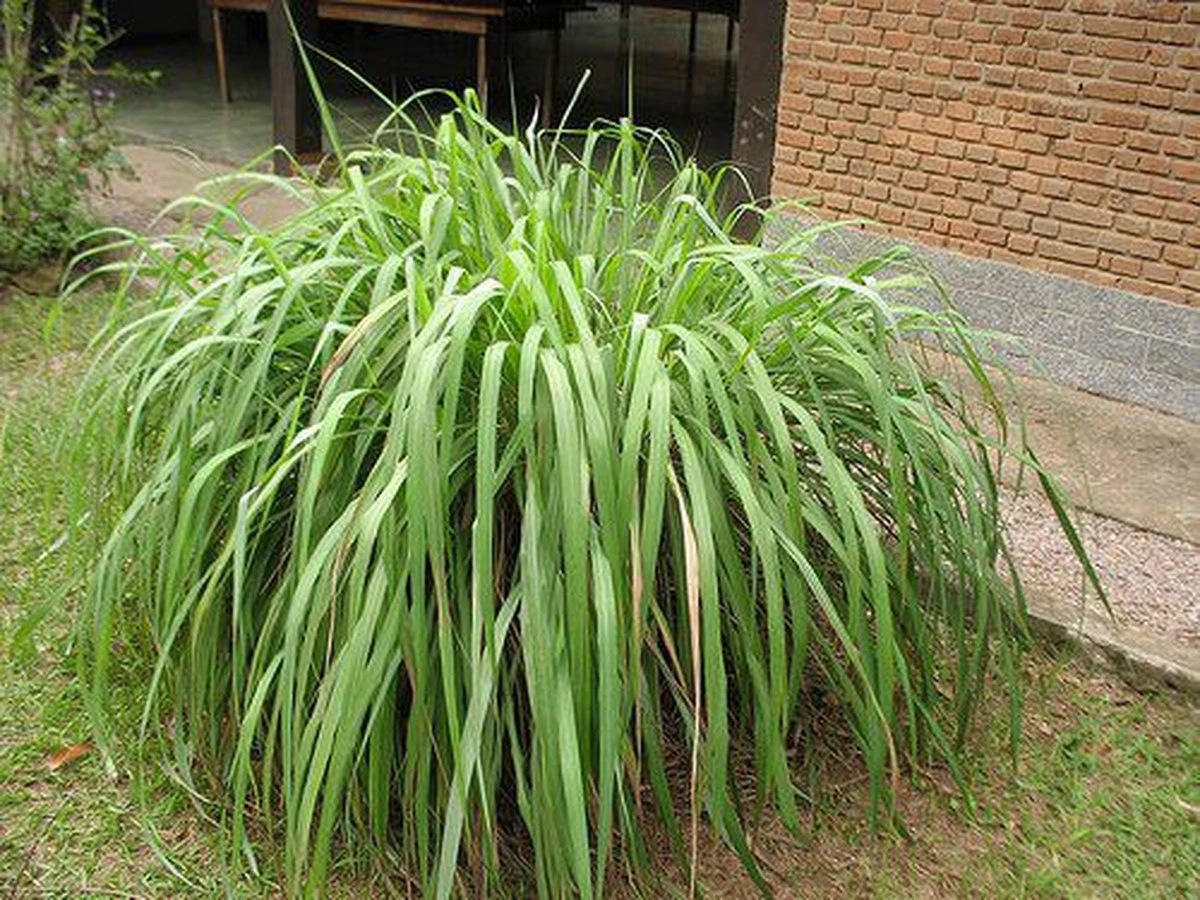 Por qué los patios tranquilos no tienen mosquitos: la citronela es el secreto - image 1