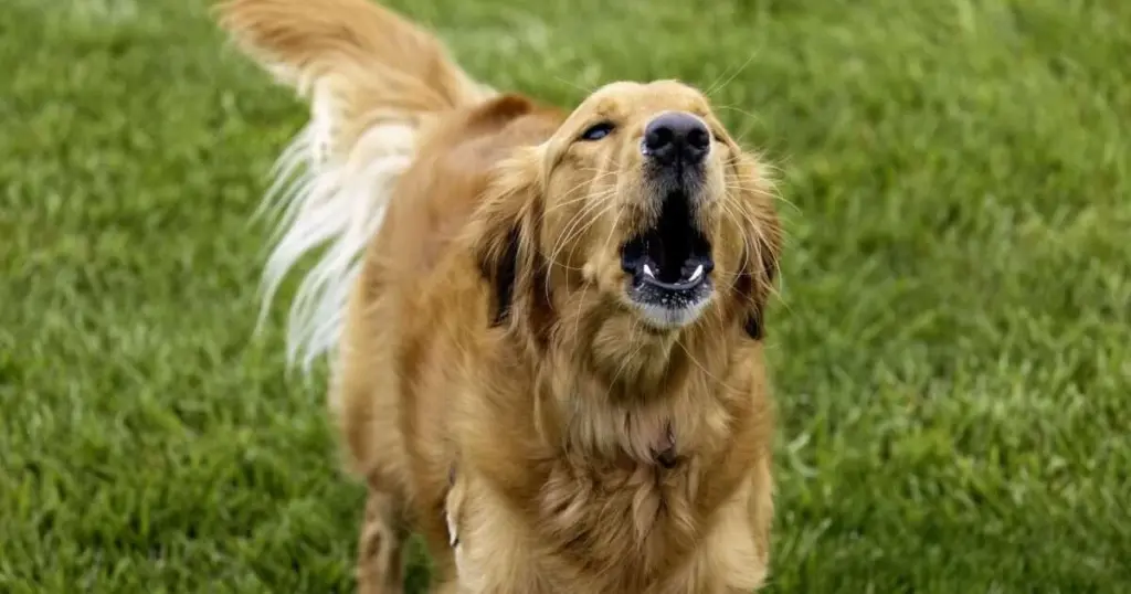 ¿Por qué mi perro no para de ladrar? 5 razones ocultas que descuidamos