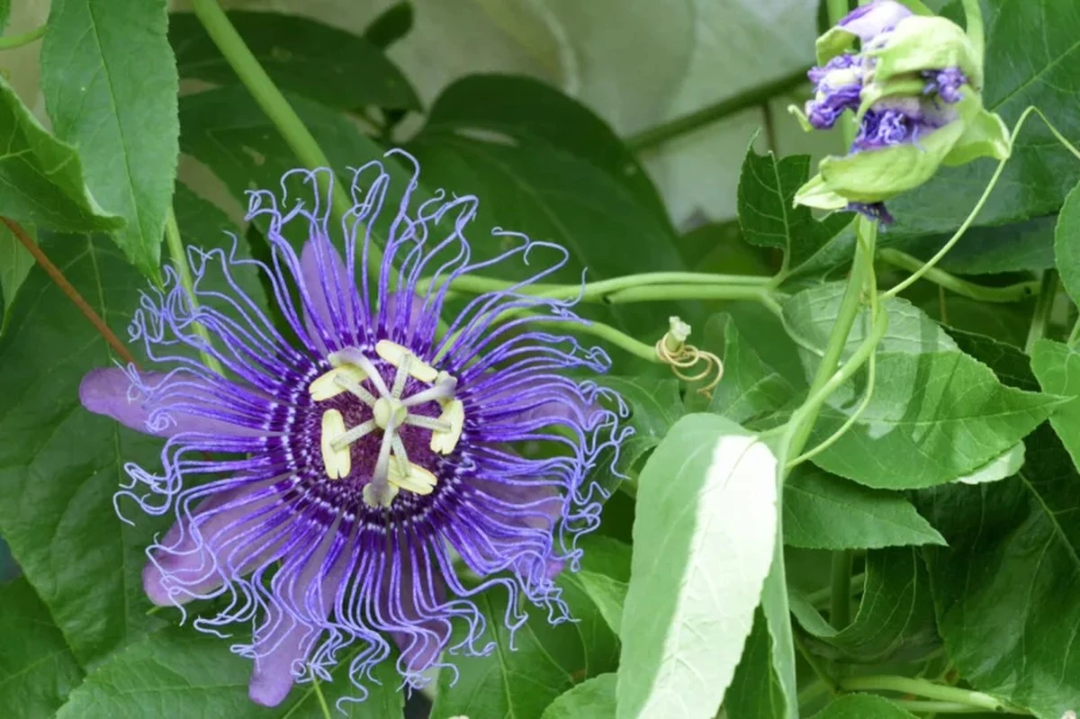 Por que seu pé de maracujá precisa de flores vizinhas para dar frutos - image 1