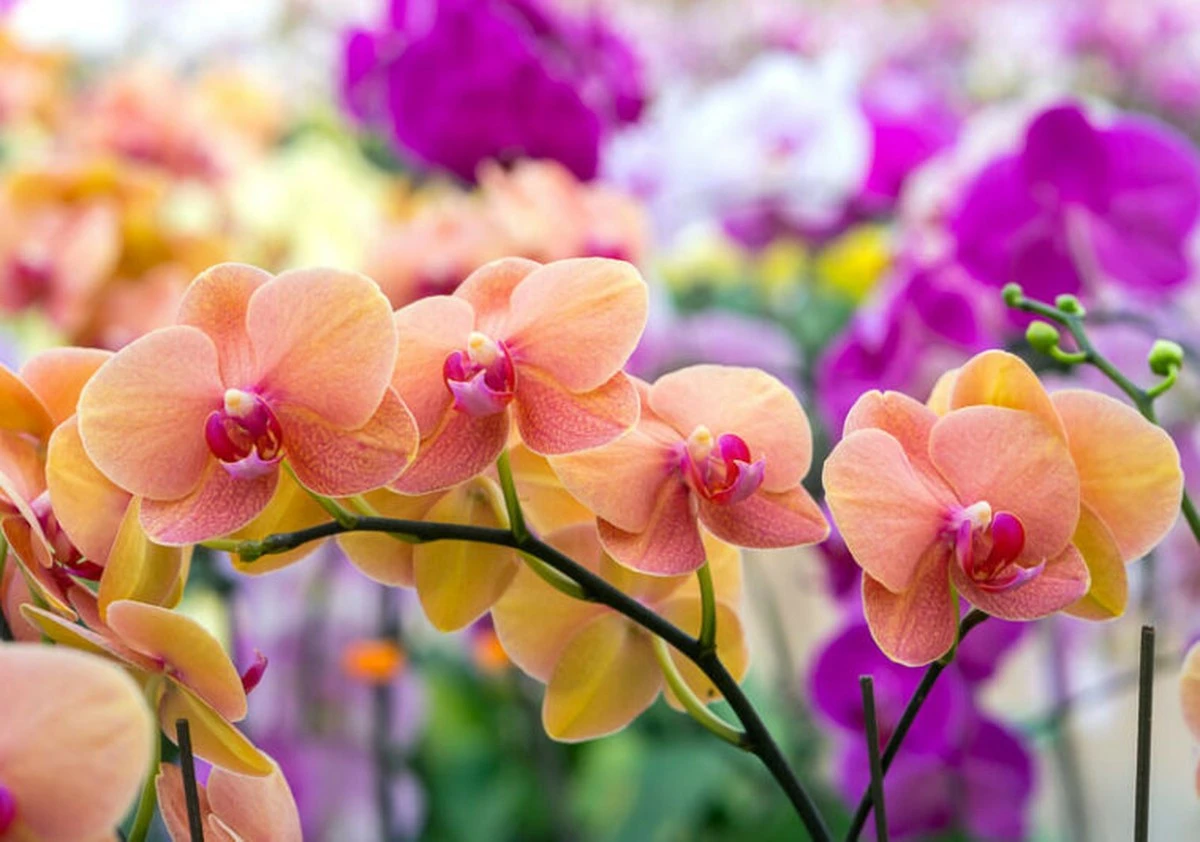Por qué tu orquídea no florece (y la solución económica en tu cocina) - image 1