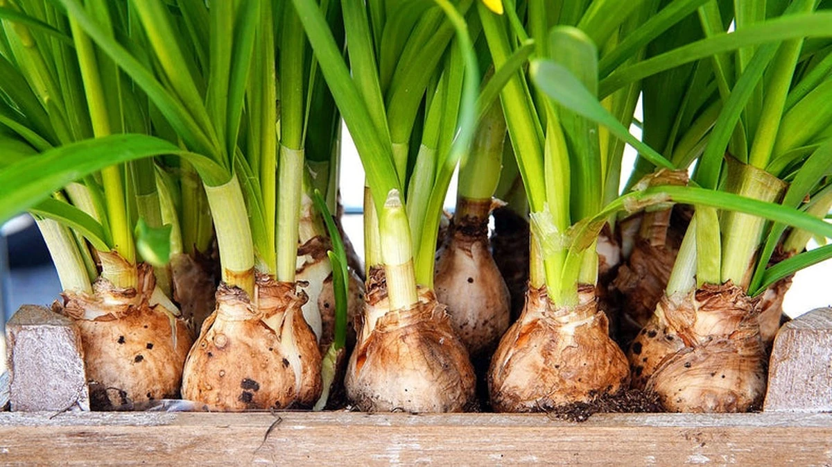 Por qué tus tulipas no florecen: posibles causas y soluciones que funcionan - image 1