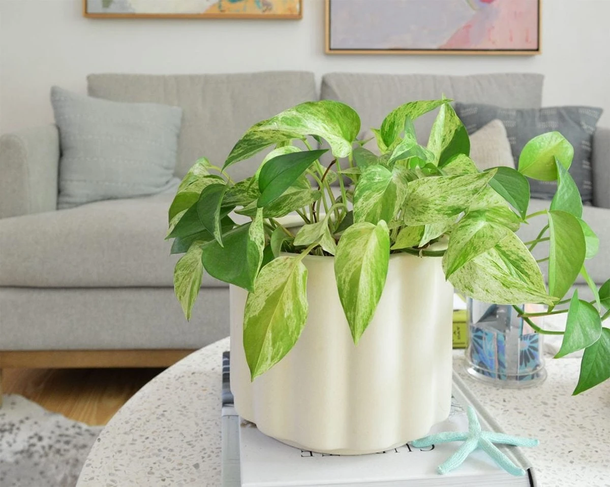 Pothos (Epipremnum aureum): el truco para cuidar tu Marble Queen en 15 días - image 1