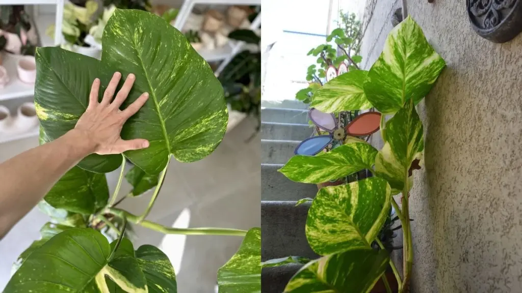 Potus (Epipremnum aureum): el truco de Malasia para que crezca gigante