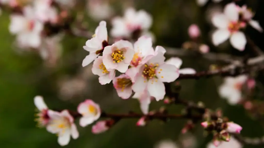 Protege tu Albaricoque (Prunus armeniaca) de la Escarcha con velo de polipropileno