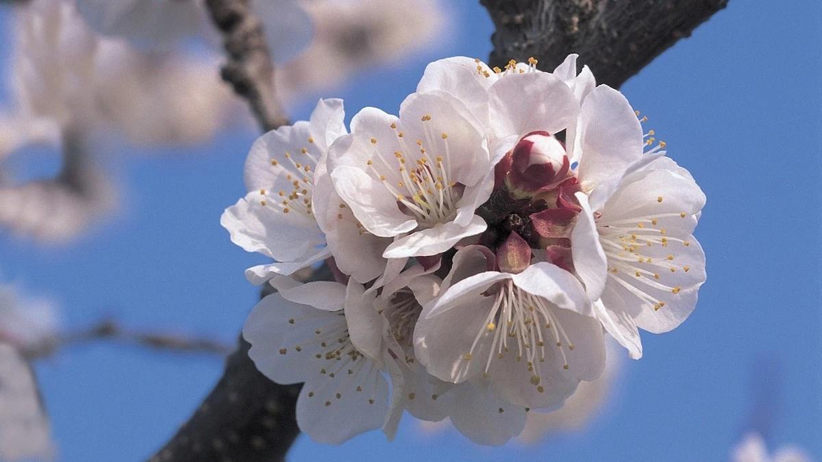 Protege tu Albaricoque (Prunus armeniaca) de la Escarcha con velo de polipropileno - image 1