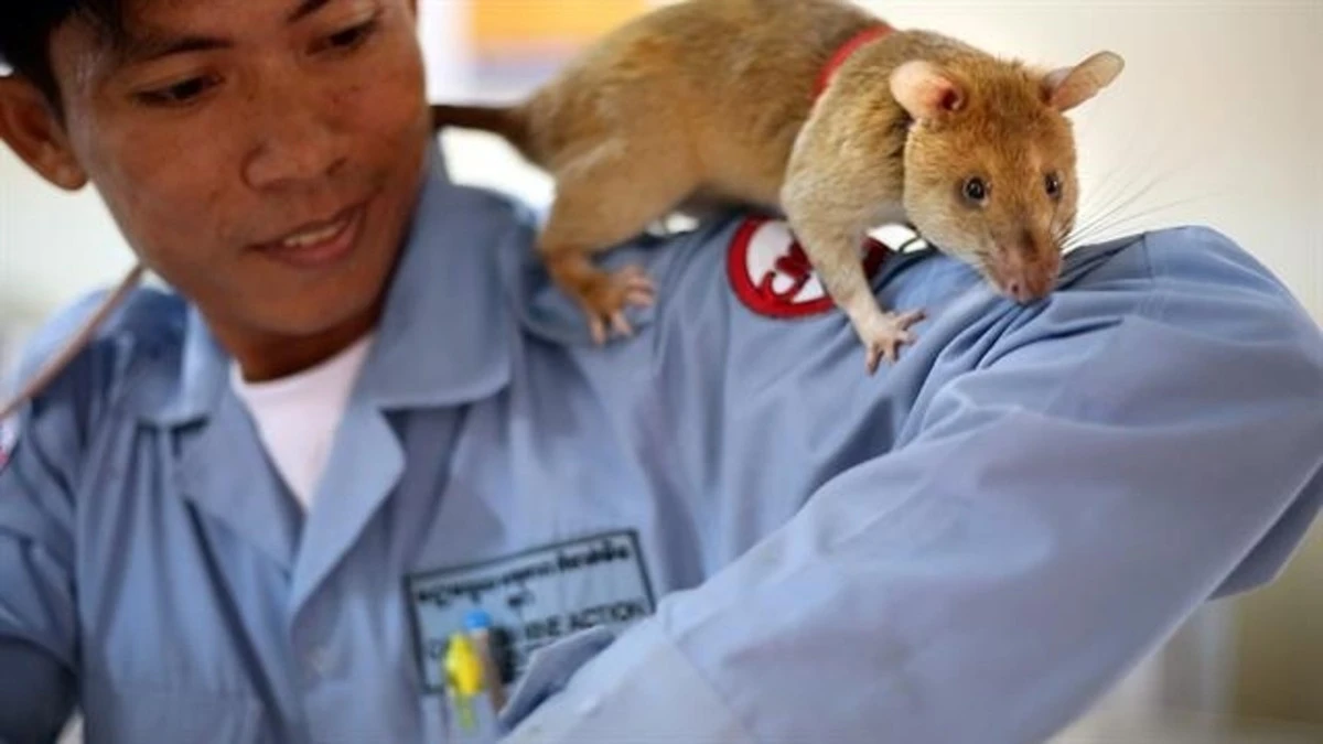 Ratas de 50 cm en La Chiappona: el método para blindar tu casa - image 1