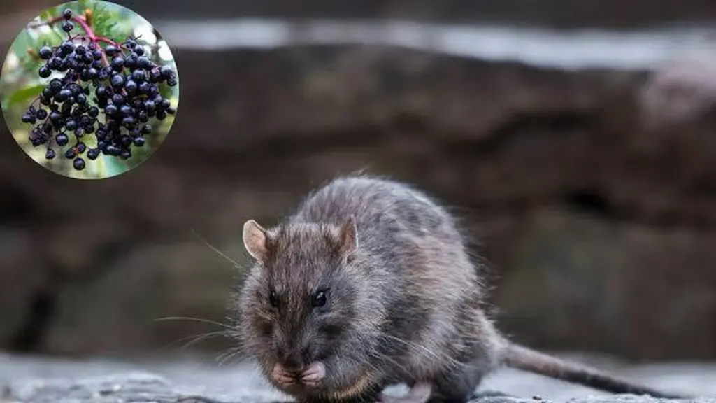 Ratas en el jardín: por qué el Saúco negro es el remedio definitivo
