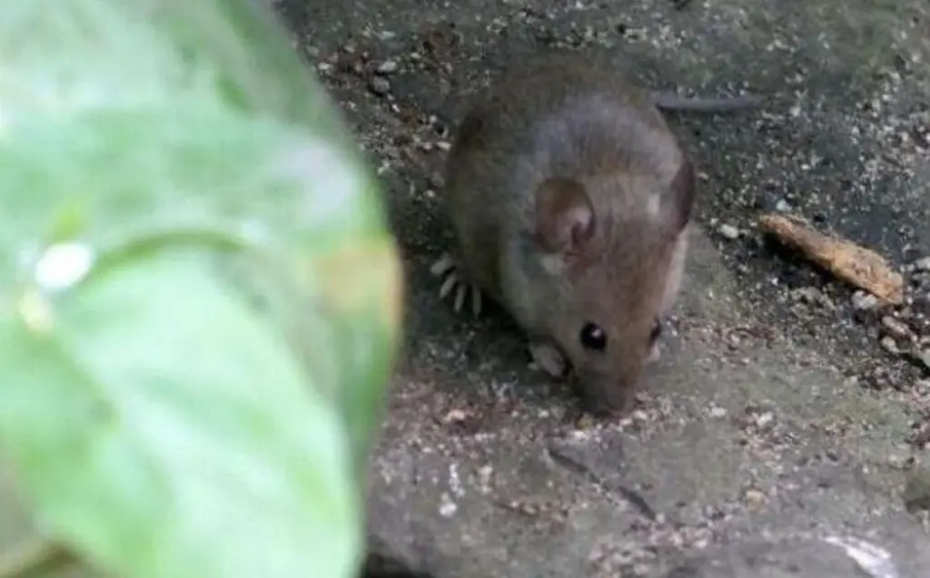 Ratas en Lidi di Comacchio: el truco del acero para blindar tu casa